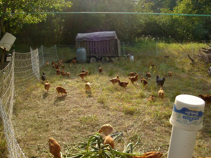 [Thumbnail for Chickens 1.JPG]